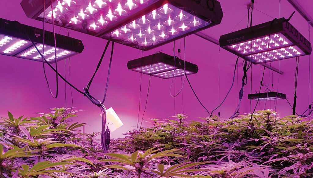 lampa led w uprawie konopi indoor
