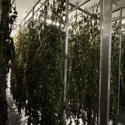 Nawożenie w hydroponice 7.jpg