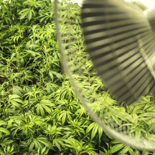 Opisy odmian marihuany